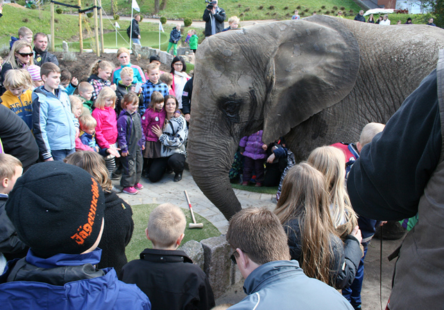 Elephant at Adventure Golf